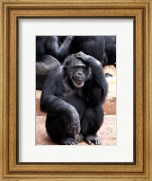 Framed Chimp - Let me think it over