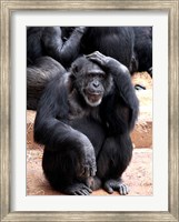 Framed Chimp - Let me think it over