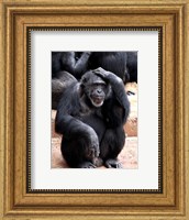 Framed Chimp - Let me think it over