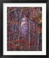 Framed Glowing Autumn Forest, Virginia