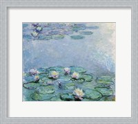 Framed Water Lilies