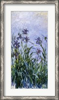 Framed Purple Irises, 1914-17
