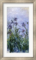 Framed Purple Irises, 1914-17