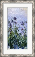 Framed Purple Irises, 1914-17