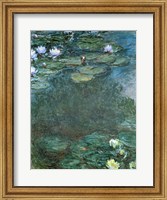 Framed Water-Lilies