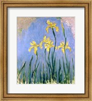 Framed Yellow Irises, c.1918-25