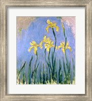 Framed Yellow Irises, c.1918-25
