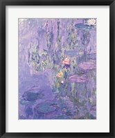 Framed Waterlilies