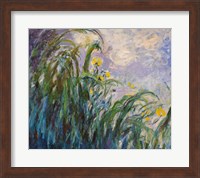 Framed Yellow Iris