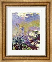 Framed Agapanthus, 1914-17