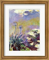 Framed Agapanthus, 1914-17