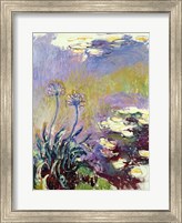 Framed Agapanthus, 1914-17