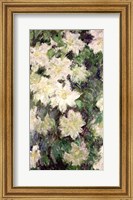 Framed White Clematis, 1887