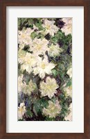 Framed White Clematis, 1887