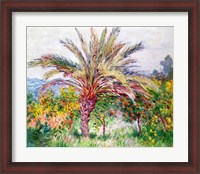 Framed Palm Tree at Bordighera