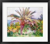 Framed Palm Tree at Bordighera