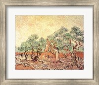 Framed Olive Grove, 1889