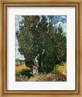 Framed Cypresses