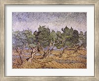 Framed Olive Orchard, Violet Soil