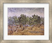 Framed Olive Orchard, Violet Soil