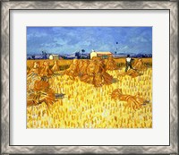 Framed Harvest in Provence