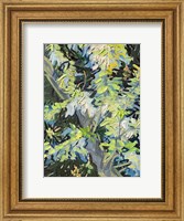 Framed Acacia in Flowe