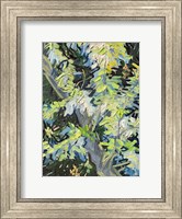 Framed Acacia in Flowe