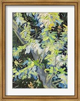 Framed Acacia in Flowe