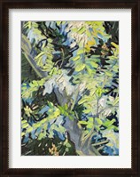 Framed Acacia in Flowe