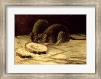 Framed Two Rats