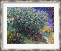 Framed Lilac Bush, 1889