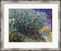 Framed Lilac Bush, 1889