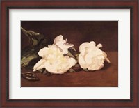 Framed Branch of White Peonies and Secateurs, 1864