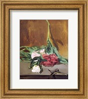 Framed Stem of Peonies and Secateurs, c.1864