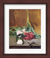 Framed Stem of Peonies and Secateurs, c.1864