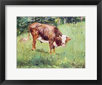 Framed Young Bull in a Meadow, 1881