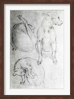 Framed Study of a dog and a cat