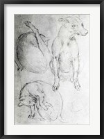 Framed Study of a dog and a cat