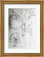 Framed Study of a dog and a cat