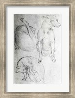 Framed Study of a dog and a cat