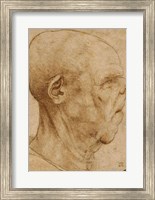 Framed Caricature of the head of an old man, in profile to the right, c.1507