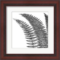 Framed Fern I (on white)