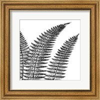 Framed Fern II (on white)