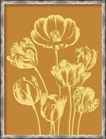Framed Tulip 20