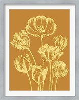 Framed Tulip 20