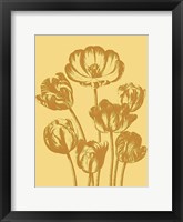 Framed Tulip 19