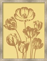 Framed Tulip 19