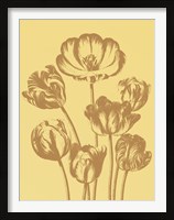 Framed Tulip 19