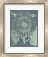 Framed Sunflower 7