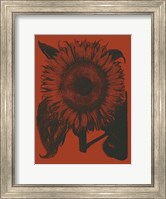 Framed Sunflower 9